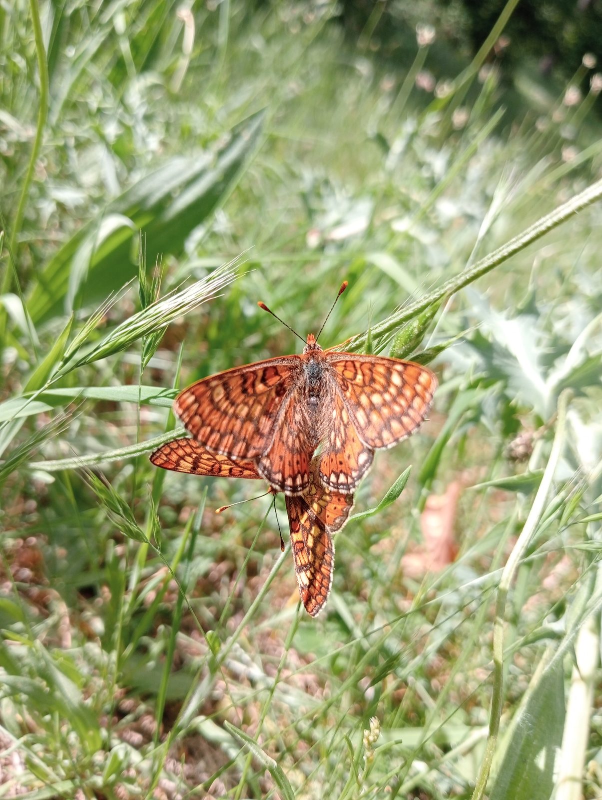 Orange and black fritillary resting with open wings among green grass stems.
