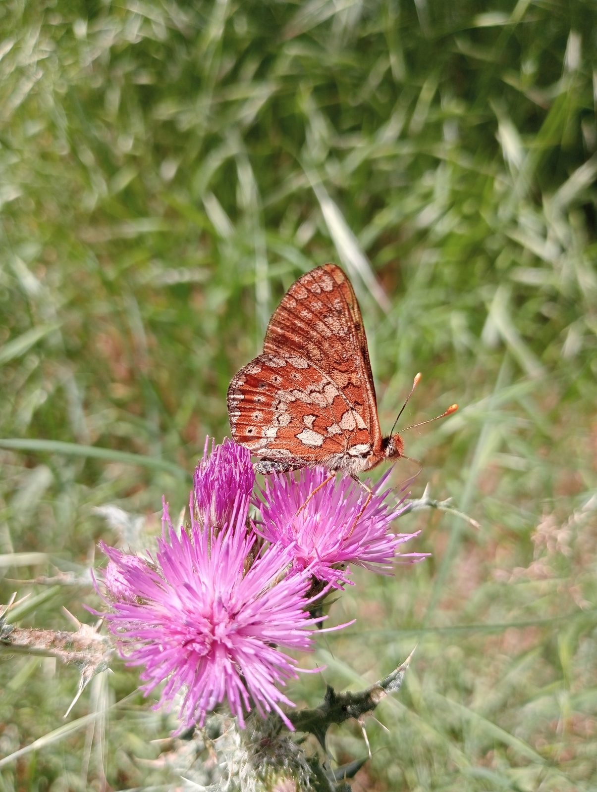 Fritillary with closed wings feeding on a magenta knapweed flower.