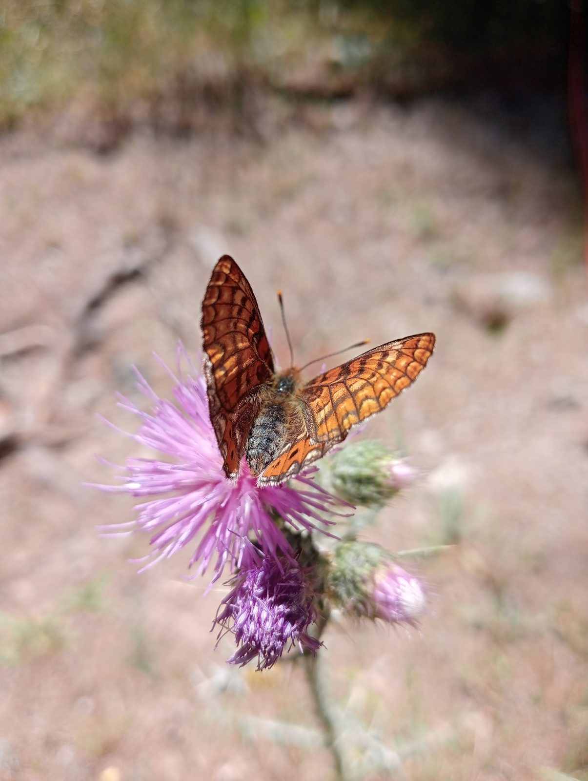 Fritillary perched on a purple thistle head above bare, sunlit ground.