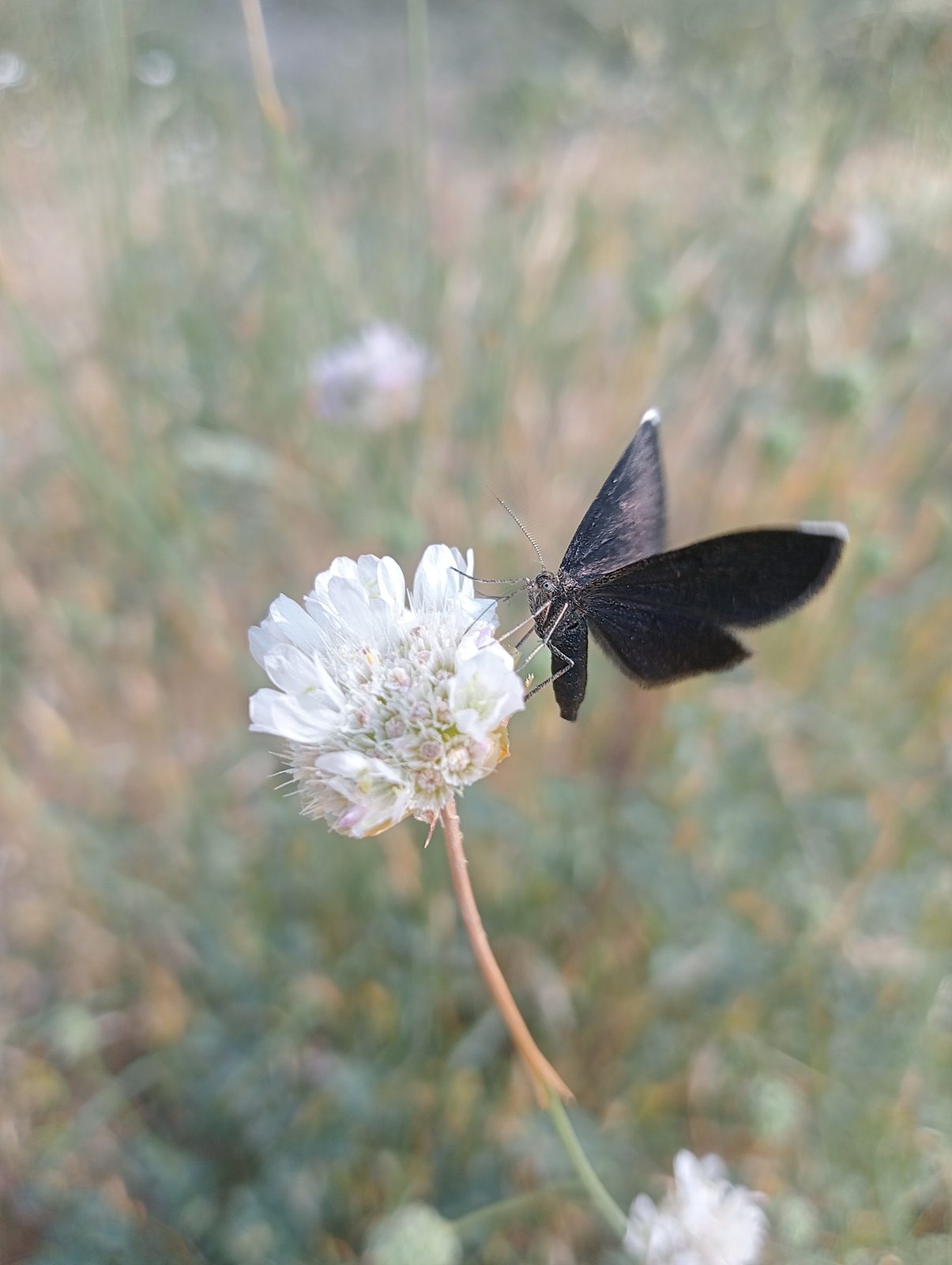 Small dark butterfly with folded wings on a white pompom flower.
