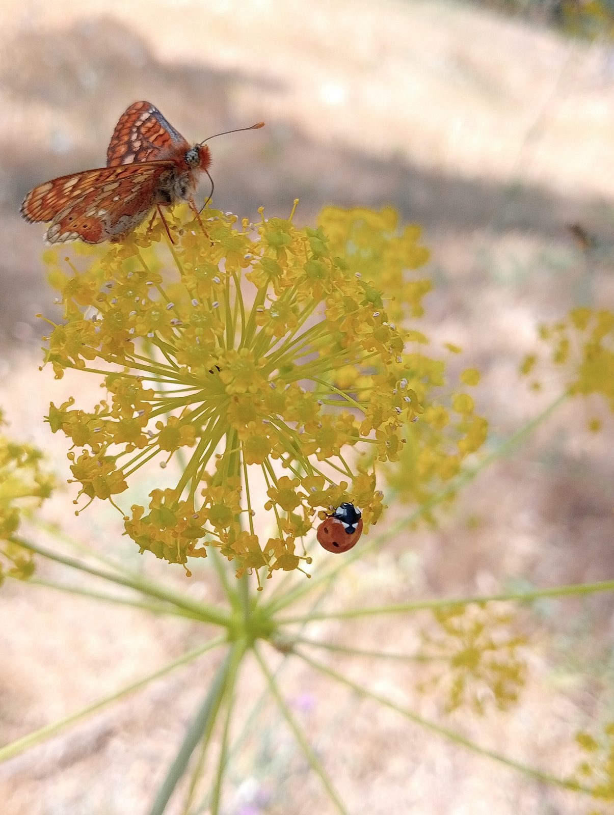 A fritillary and a ladybird sharing the same yellow umbel of tiny flowers.