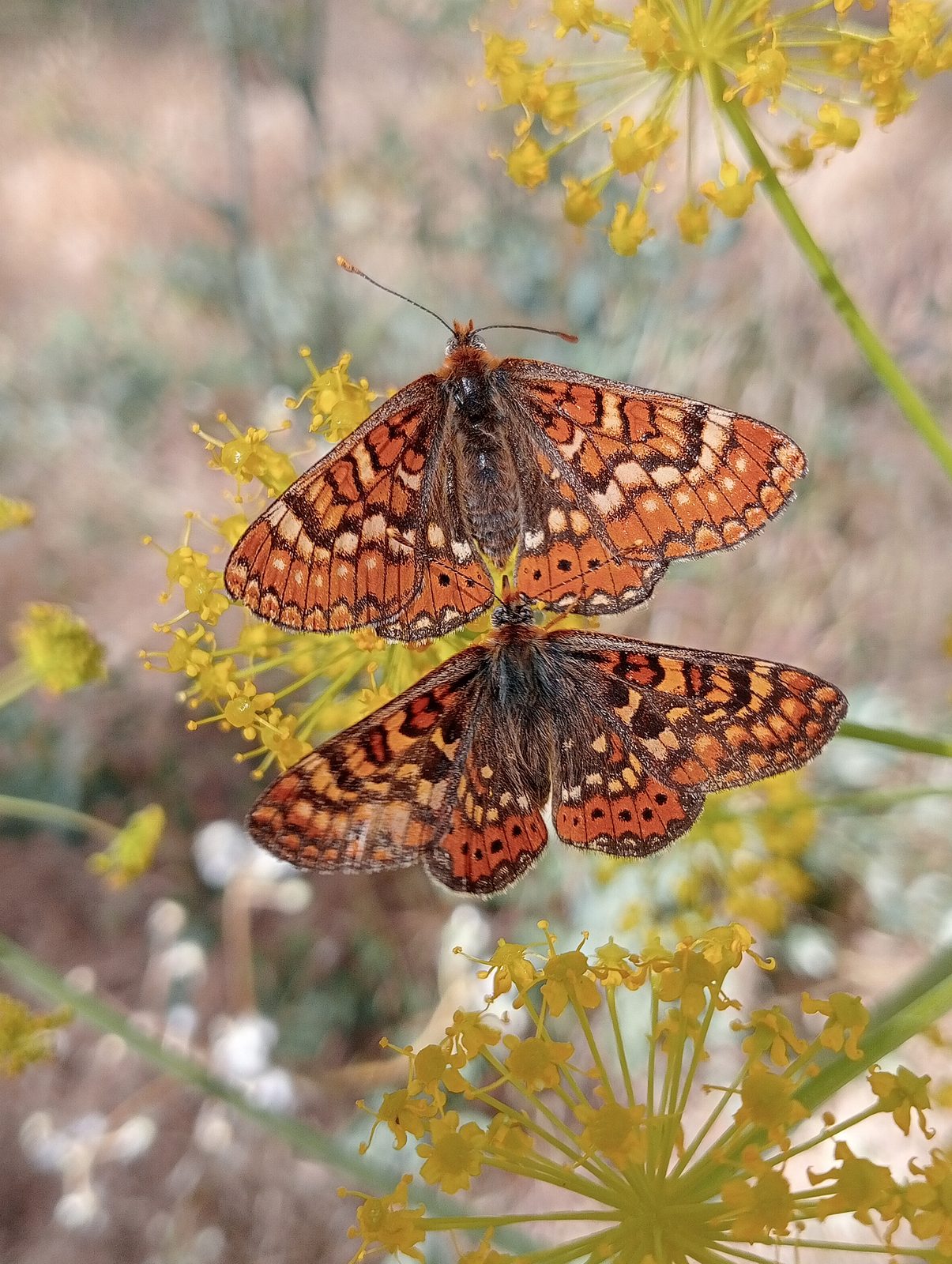 Two fritillaries with wings fully spread, feeding side by side on yellow umbels.