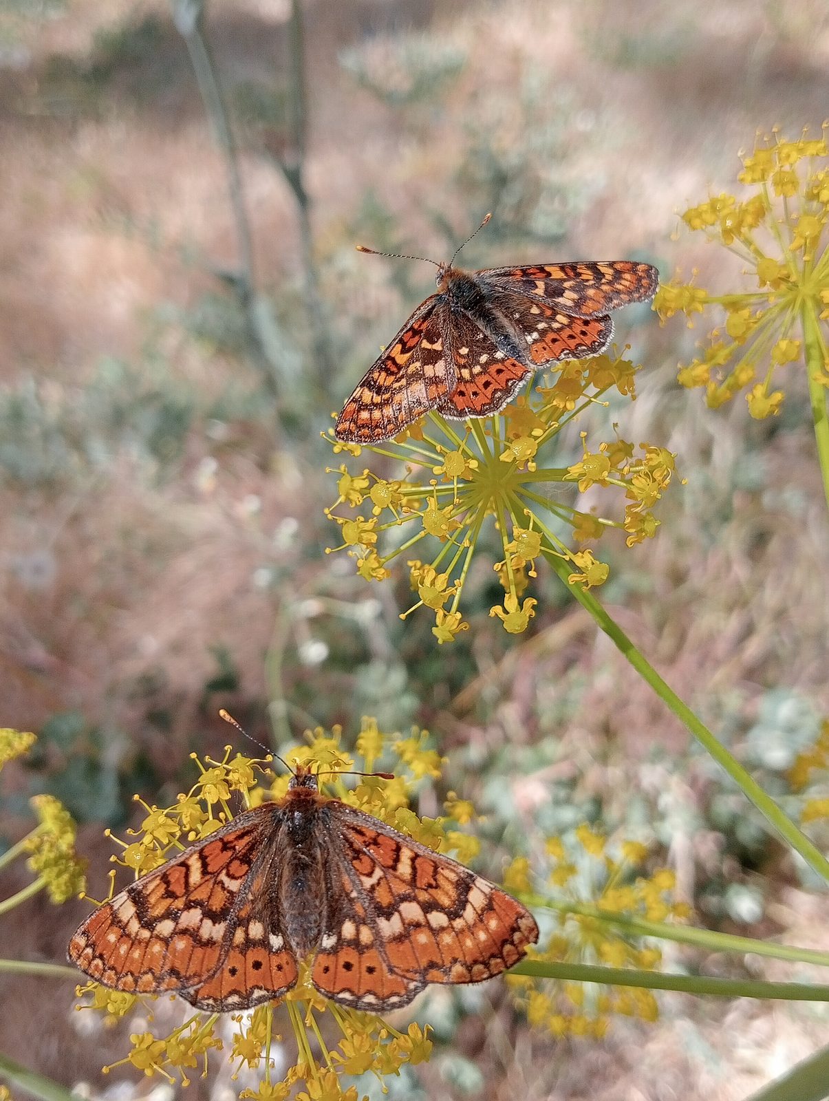 Three fritillaries scattered across a stand of yellow umbellifer flowers.