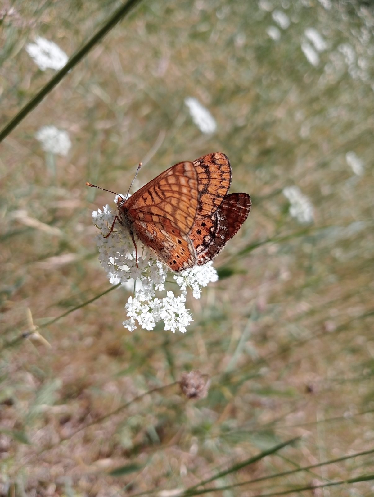 Fritillary with wings closed, showing its patterned underside, on a white umbel.