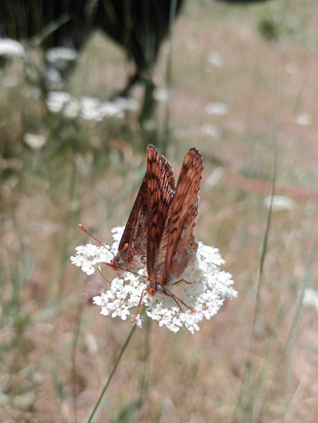 Dark fritillary seen head-on from behind while feeding on a white umbel.