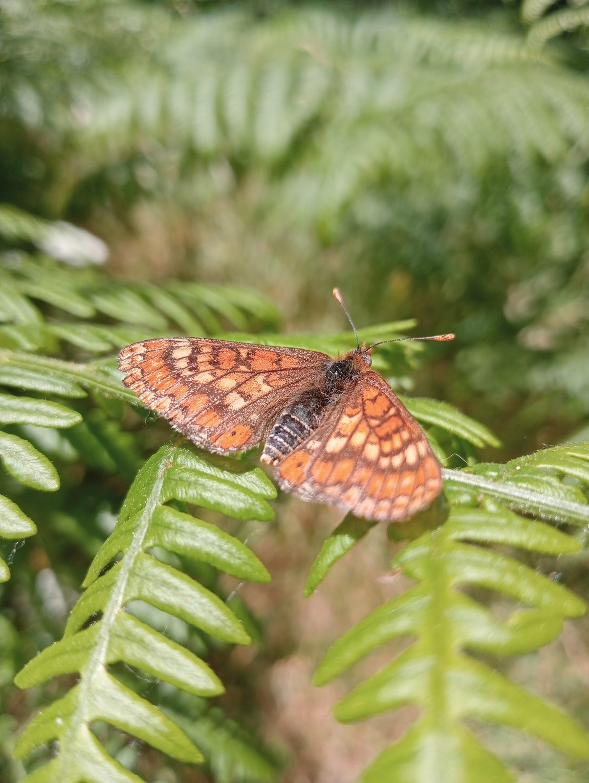 Fritillary basking with open wings on the frond of a fern.