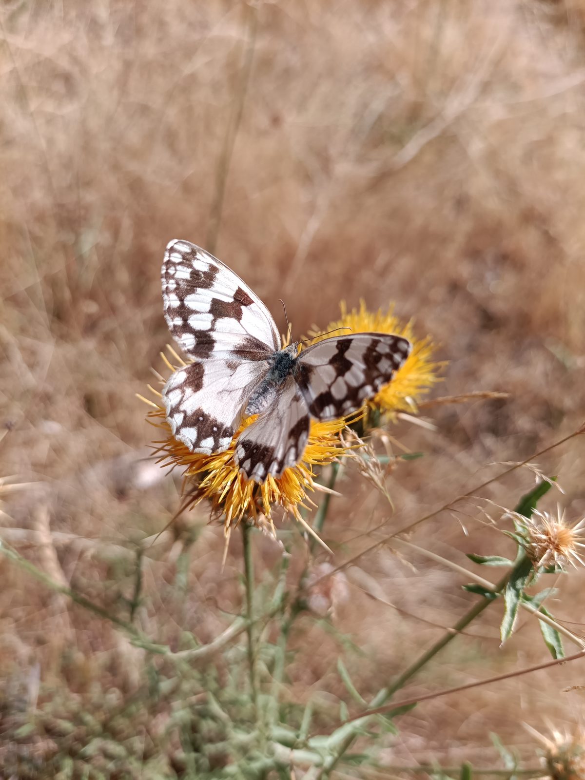 Black and white marbled butterfly feeding on a yellow thistle in dry grassland.