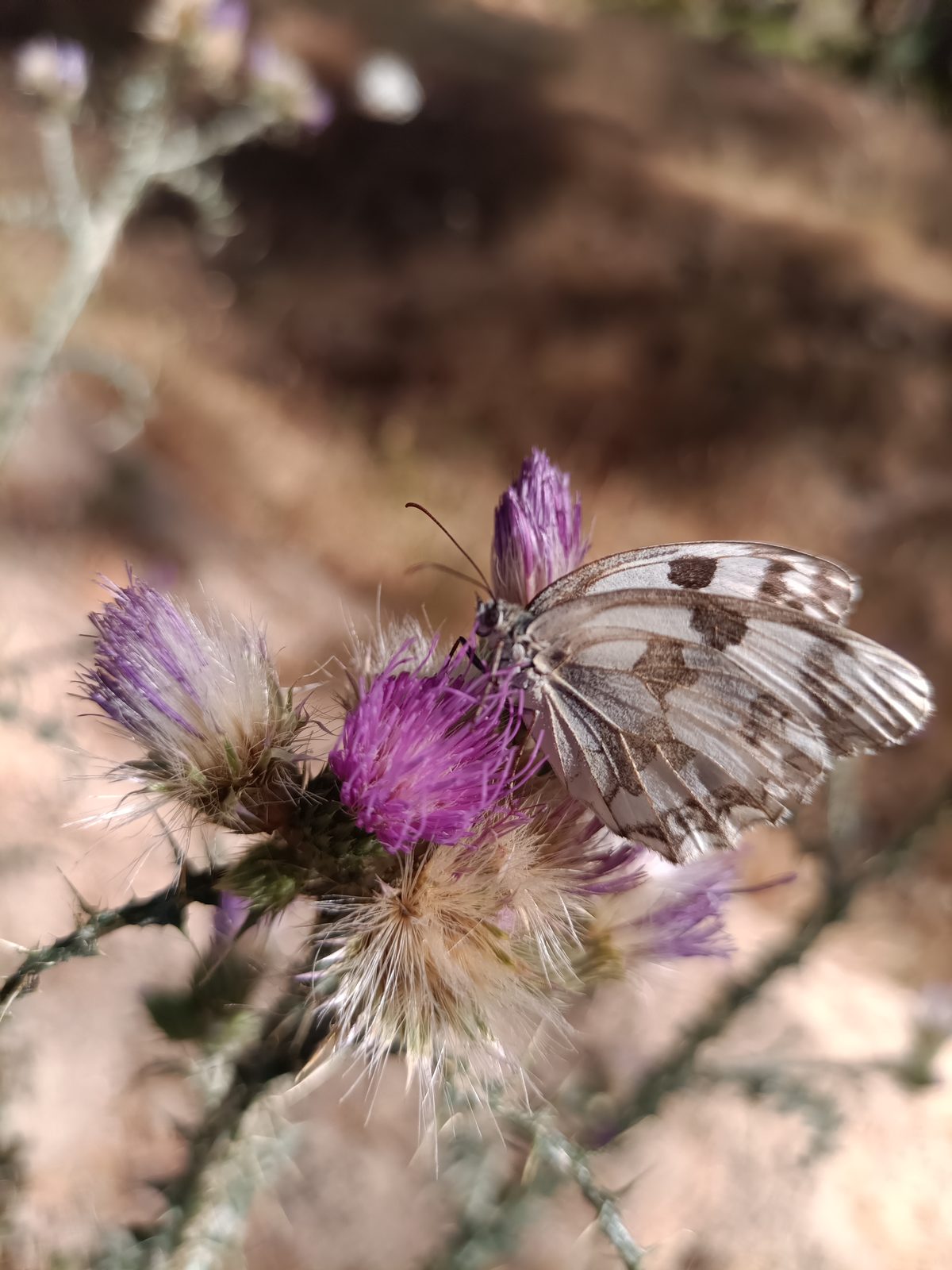 Marbled butterfly with open wings among purple knapweed heads.