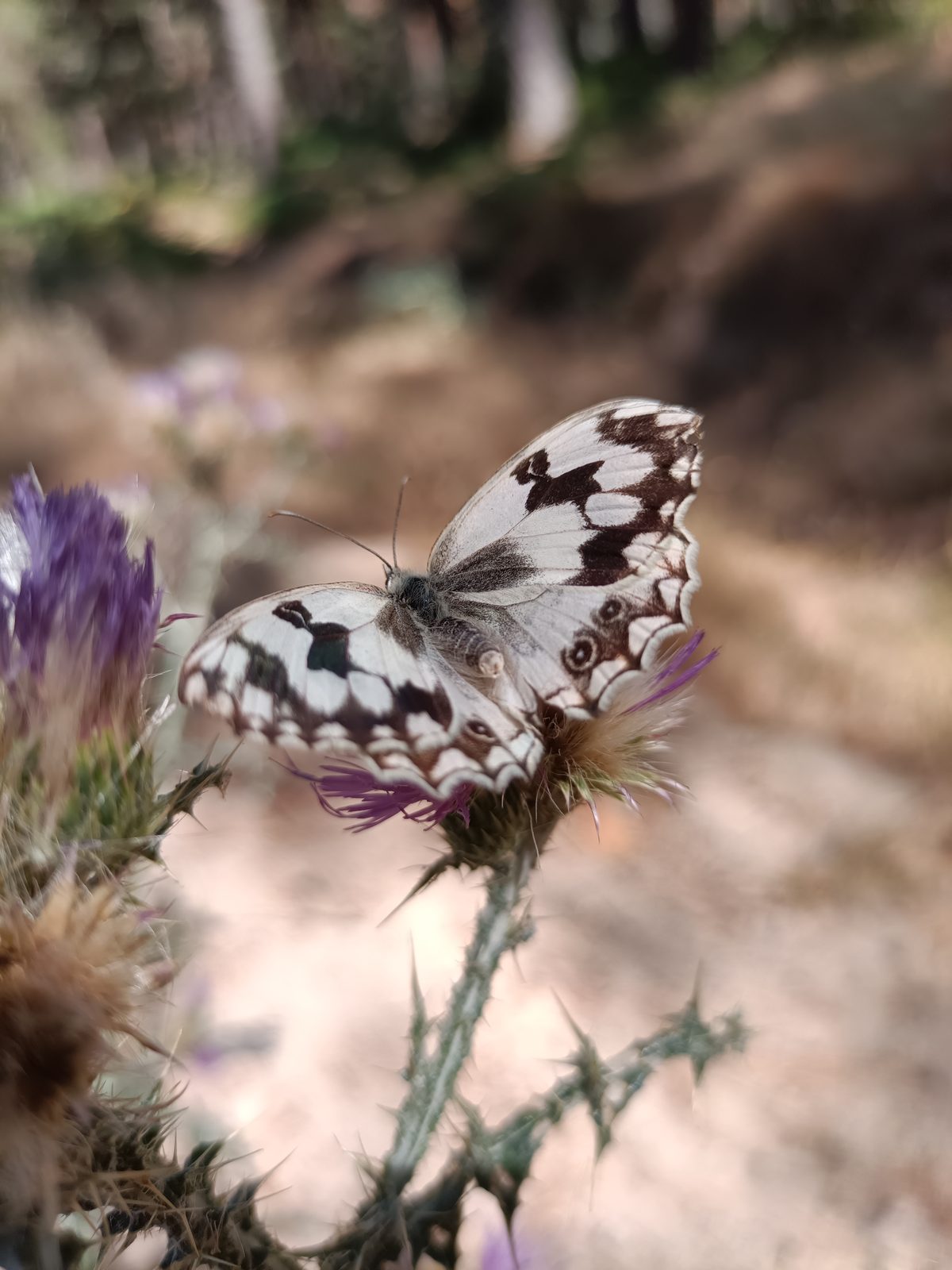 Marbled butterfly drinking from a purple thistle flower.