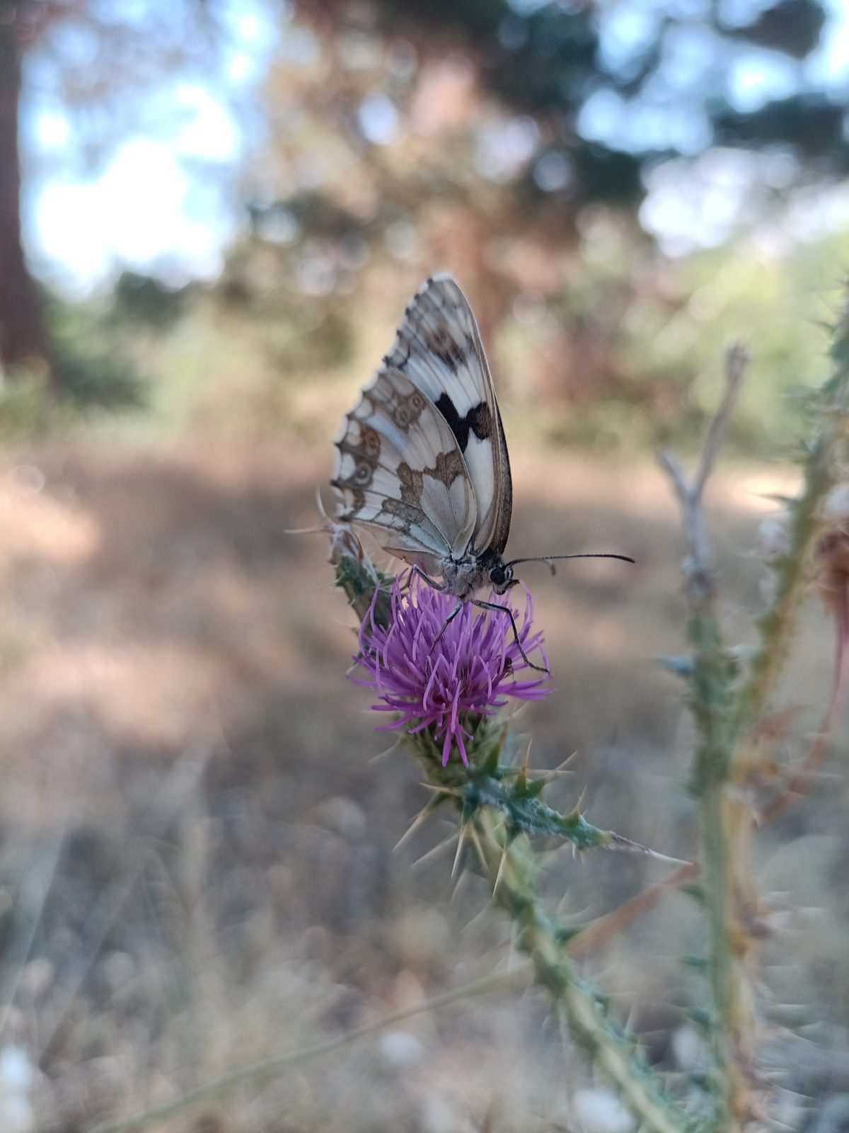 Marbled butterfly with wings folded upright on a purple flower, sky behind.