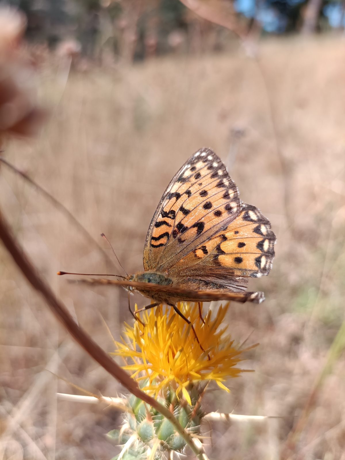 Orange butterfly with folded wings and a long proboscis extended into a yellow thistle.