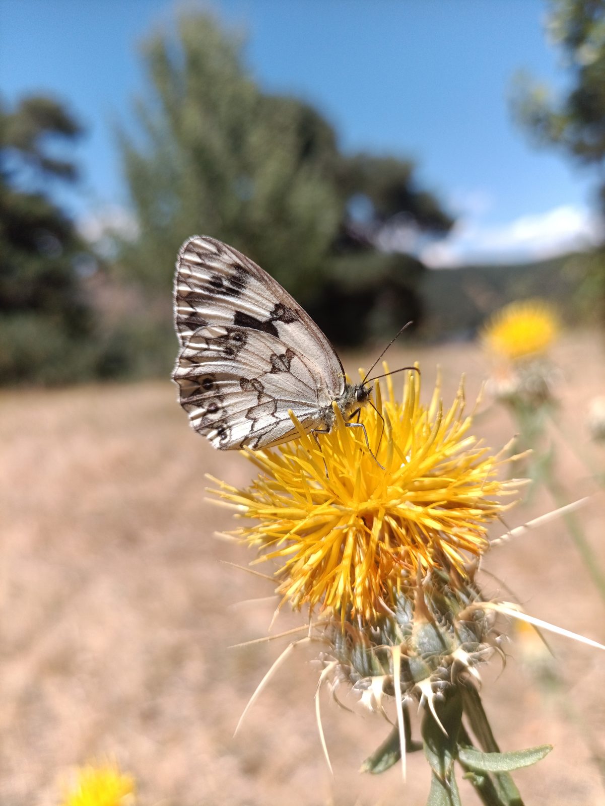 Marbled butterfly on a yellow thistle, pine trees and blue sky behind.