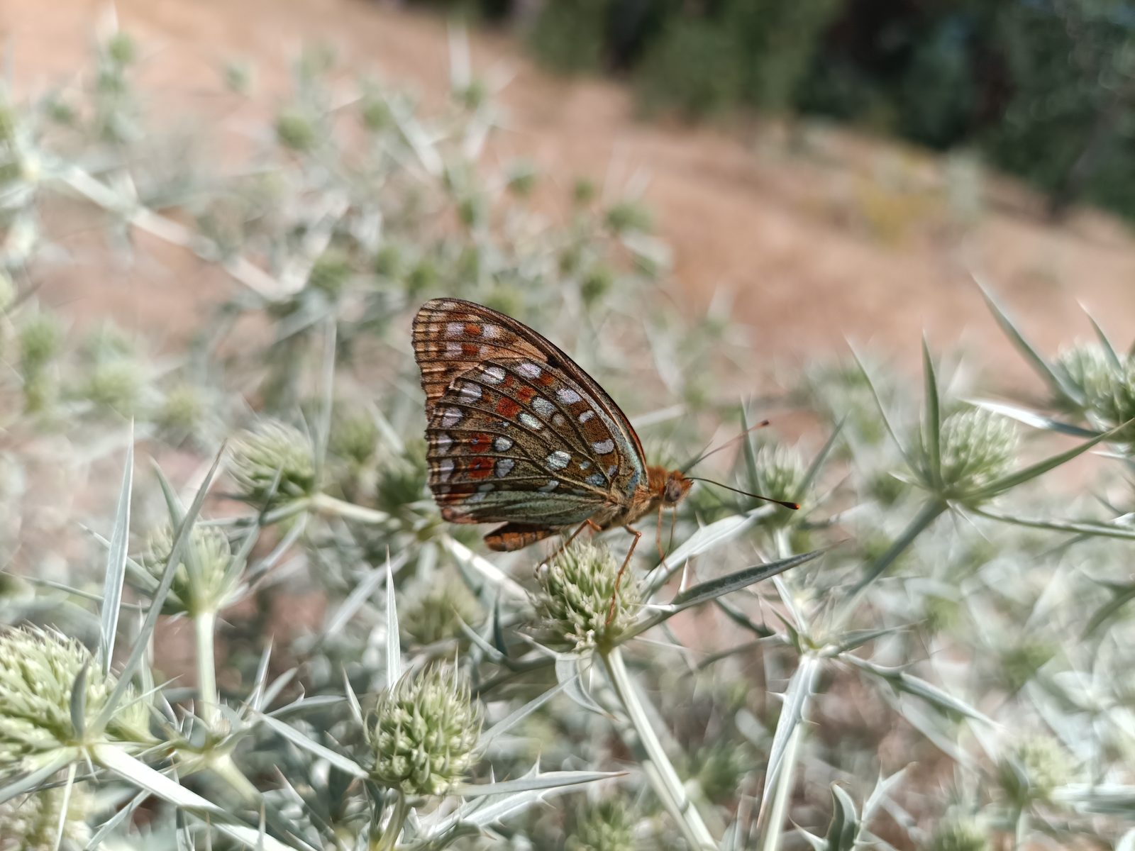 Fritillary with closed wings clinging to a spiny green flower bud.