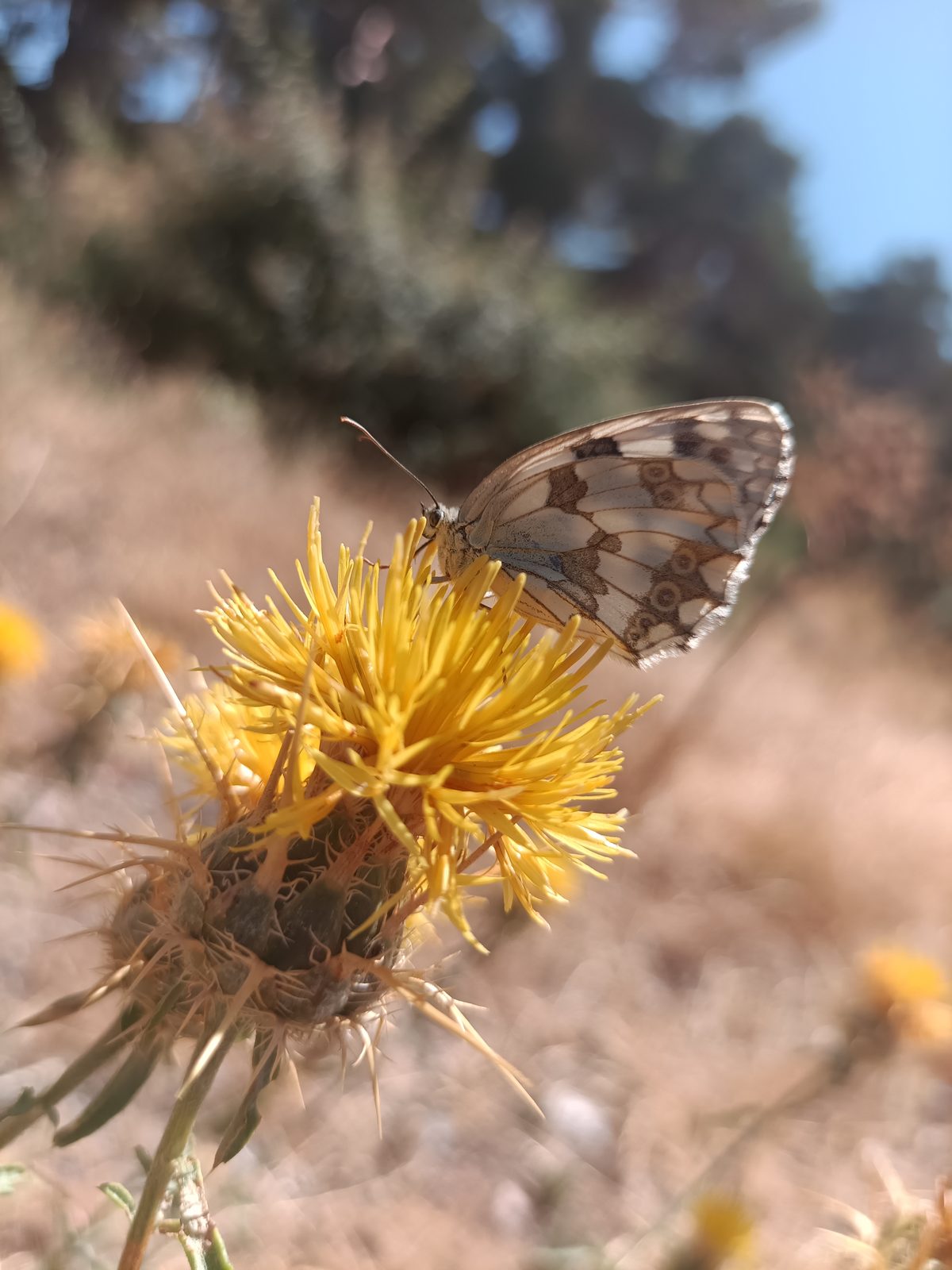 Pale patterned butterfly with wings raised over a yellow thistle.