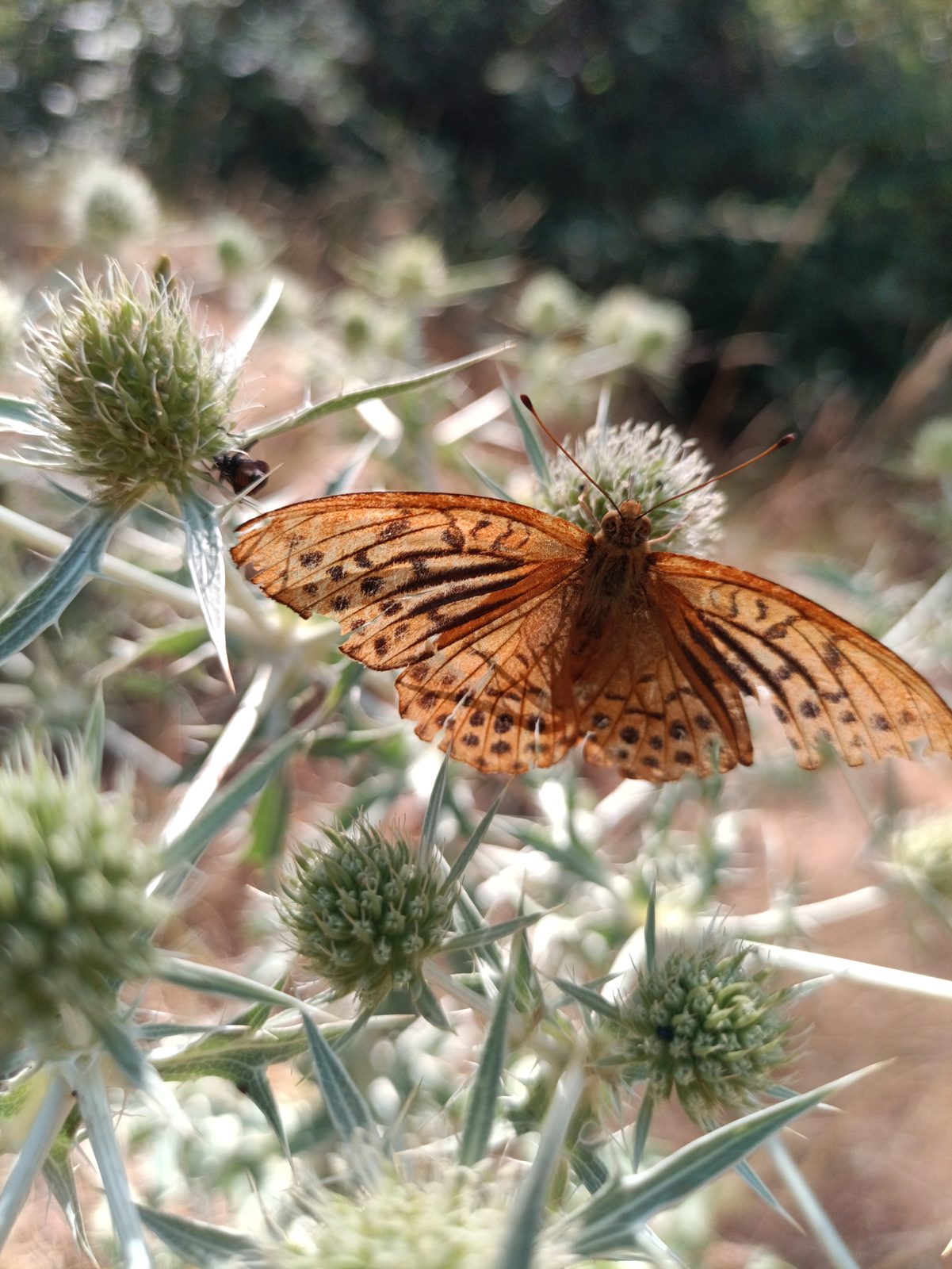 Large orange fritillary with wings fully open on a spiny sea holly flower.