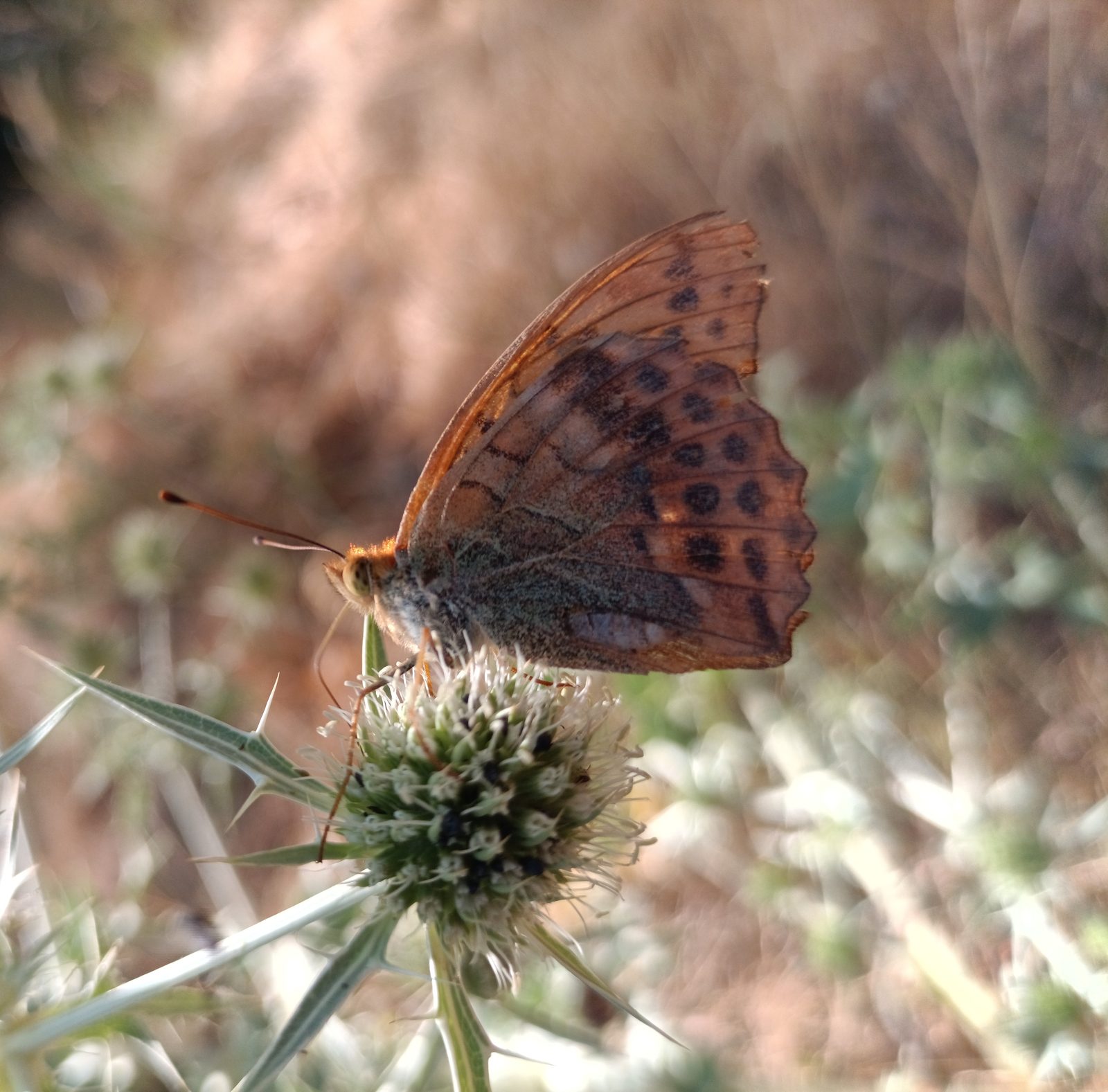 Fritillary with wings closed showing a mottled olive underside, on sea holly.